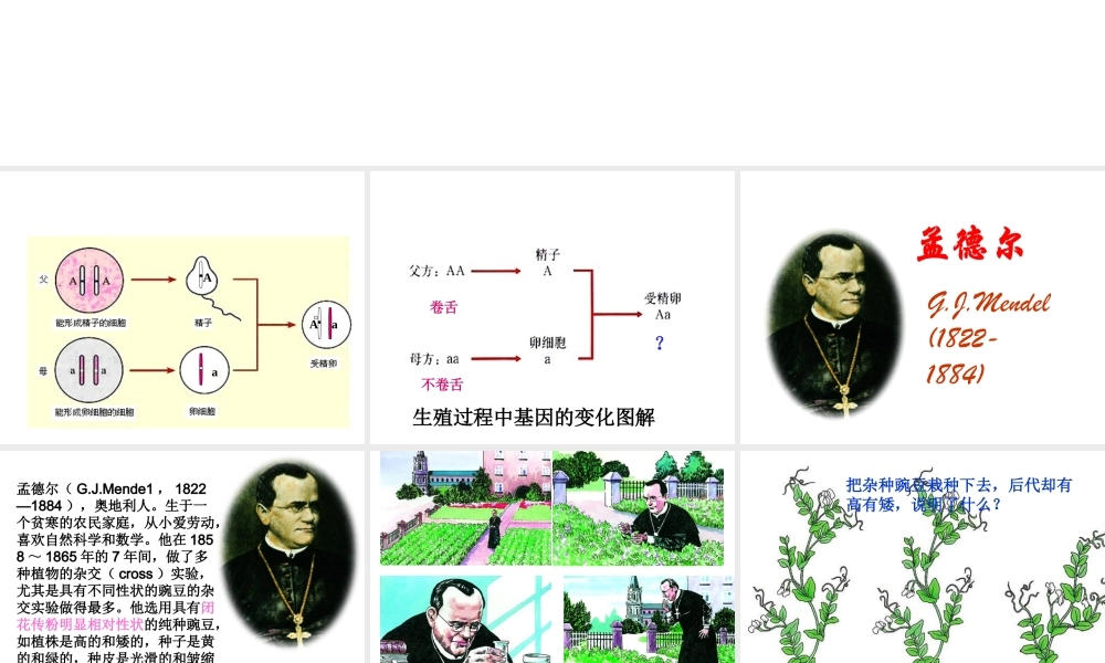 安徽省亳州市风华中学八年级生物《基因的显性与隐性》课件