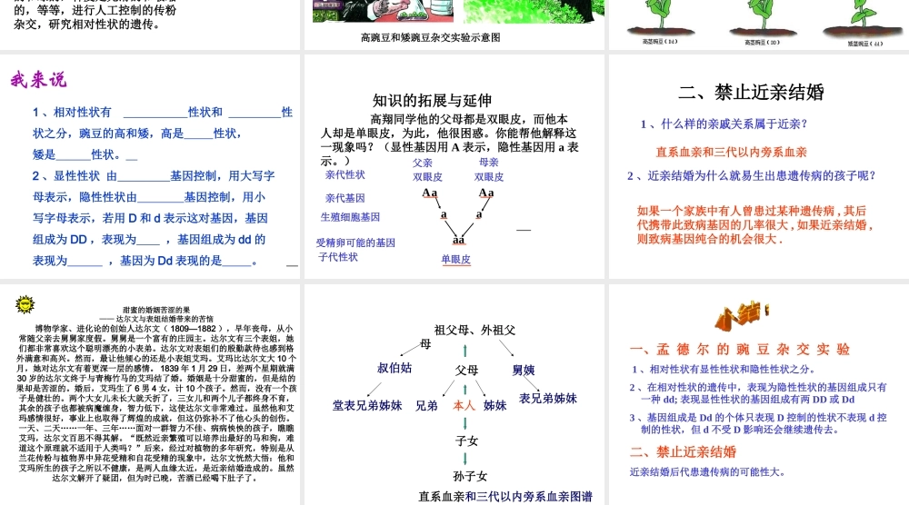 安徽省亳州市风华中学八年级生物《基因的显性与隐性》课件