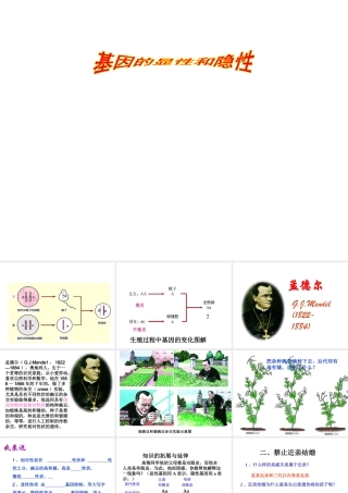 安徽省亳州市风华中学八年级生物《基因的显性与隐性》课件