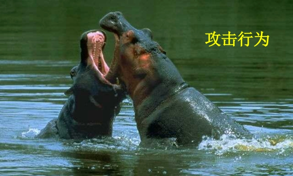 安徽省亳州市风华中学八年级生物《先天性行为和学习行为》课件