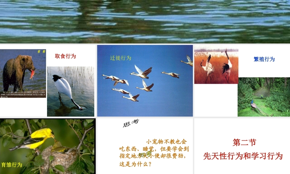 安徽省亳州市风华中学八年级生物《先天性行为和学习行为》课件