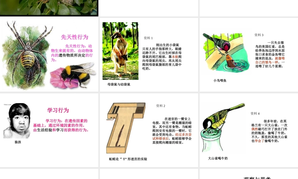 安徽省亳州市风华中学八年级生物《先天性行为和学习行为》课件