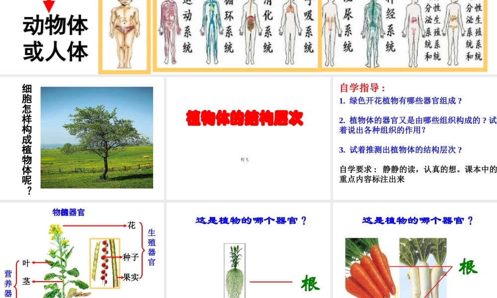 安徽省亳州市风华中学七年级生物《植物体的结构层次》课件