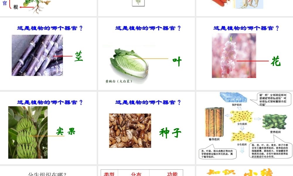 安徽省亳州市风华中学七年级生物《植物体的结构层次》课件