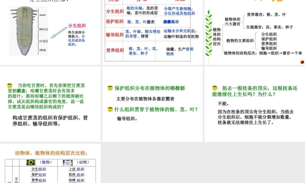 安徽省亳州市风华中学七年级生物《植物体的结构层次》课件
