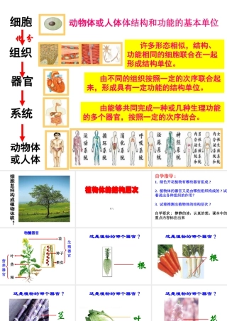 安徽省亳州市风华中学七年级生物《植物体的结构层次》课件