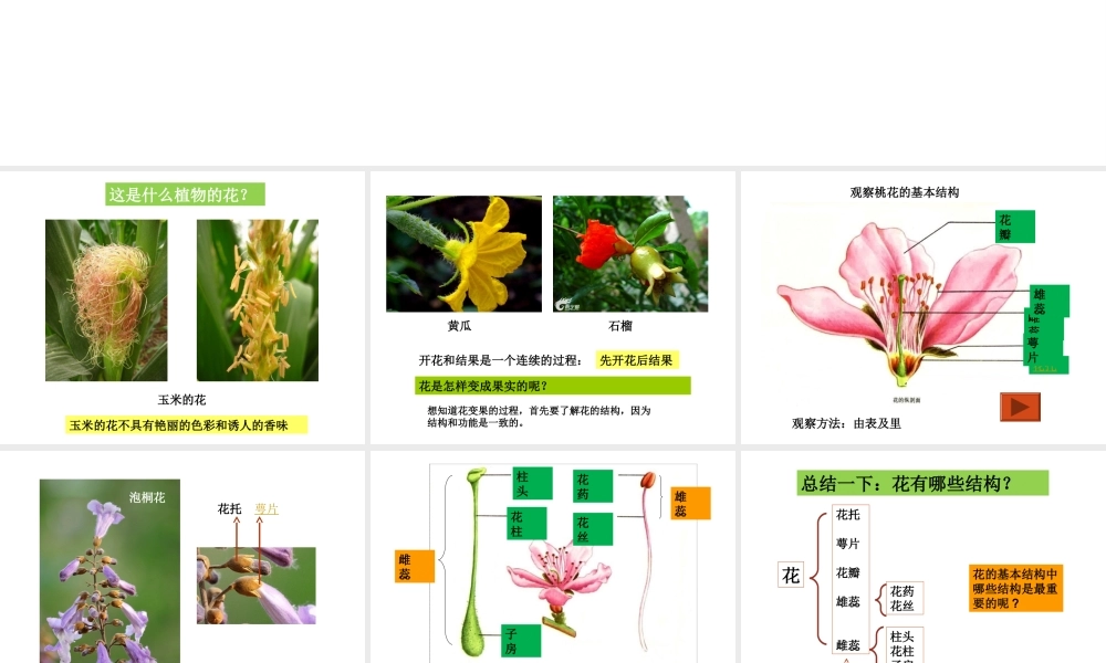 安徽省亳州市风华中学七年级生物第二单元《第三节 开花和结果》课件