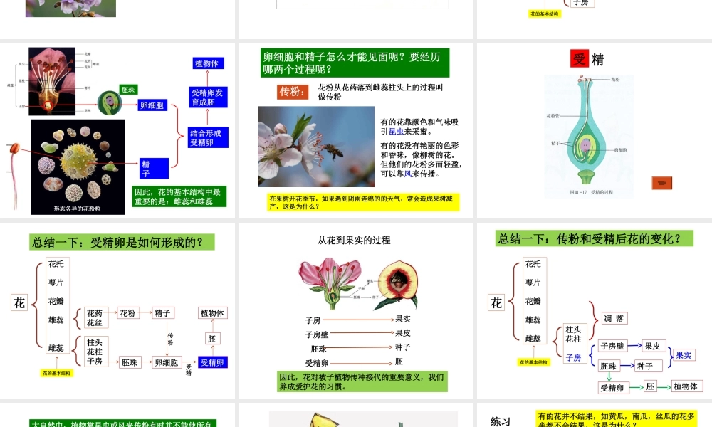 安徽省亳州市风华中学七年级生物第二单元《第三节 开花和结果》课件