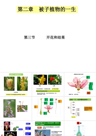 安徽省亳州市风华中学七年级生物第二单元《第三节 开花和结果》课件