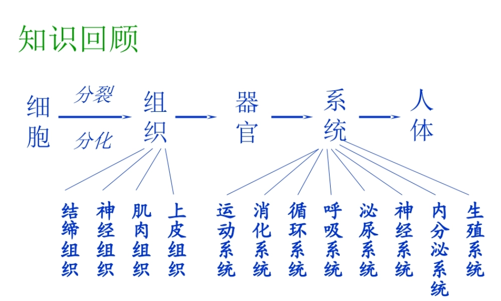 安徽省亳州市风华中学七年级生物第二节《植物体的结构层次》课件二