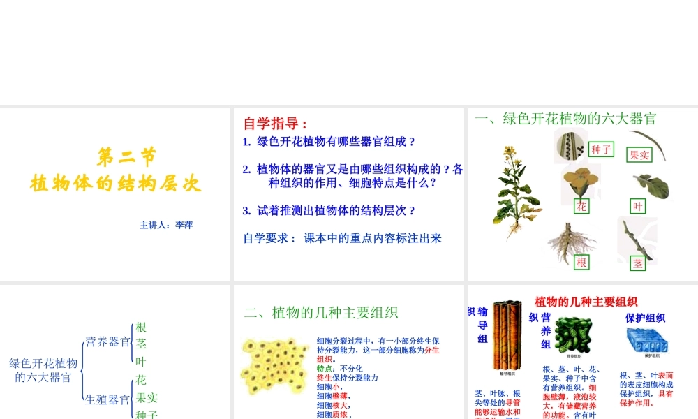 安徽省亳州市风华中学七年级生物第二节《植物体的结构层次》课件二