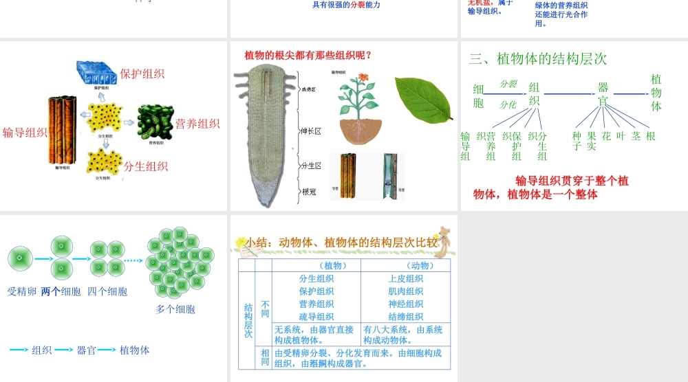 安徽省亳州市风华中学七年级生物第二节《植物体的结构层次》课件二