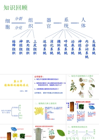 安徽省亳州市风华中学七年级生物第二节《植物体的结构层次》课件二