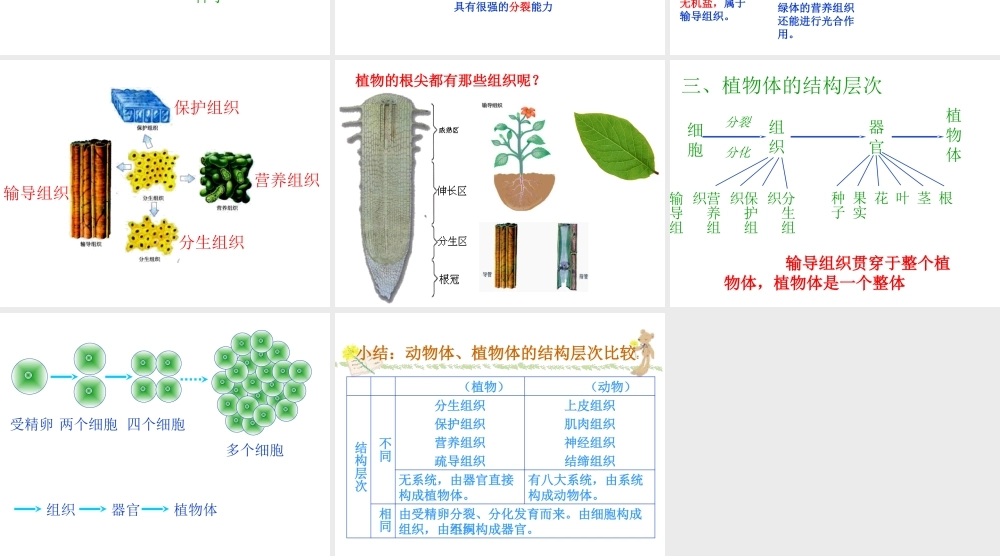 安徽省亳州市风华中学七年级生物第二节《植物体的结构层次》课件一