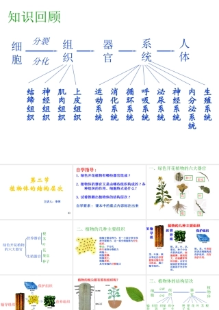 安徽省亳州市风华中学七年级生物第二节《植物体的结构层次》课件一