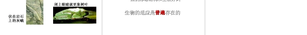 安徽省亳州市风华中学七年级生物第三节《生物对环境的适应和影响》课件
