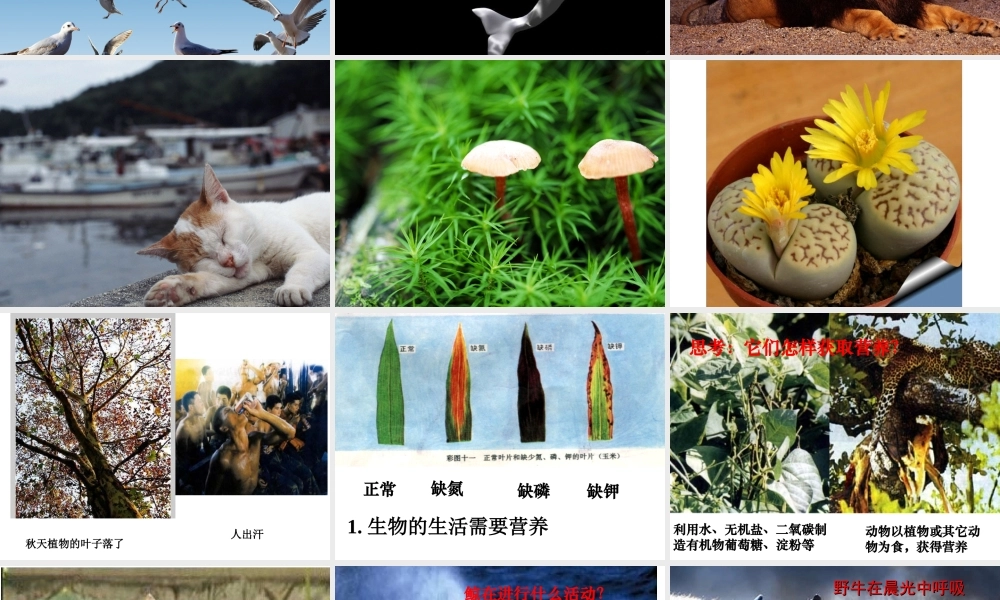 安徽省合肥市长丰县七年级生物上册 1.1.1 生物的特征课件1 （新版）新人教版-（新版）新人教版初中七年级上册生物课件