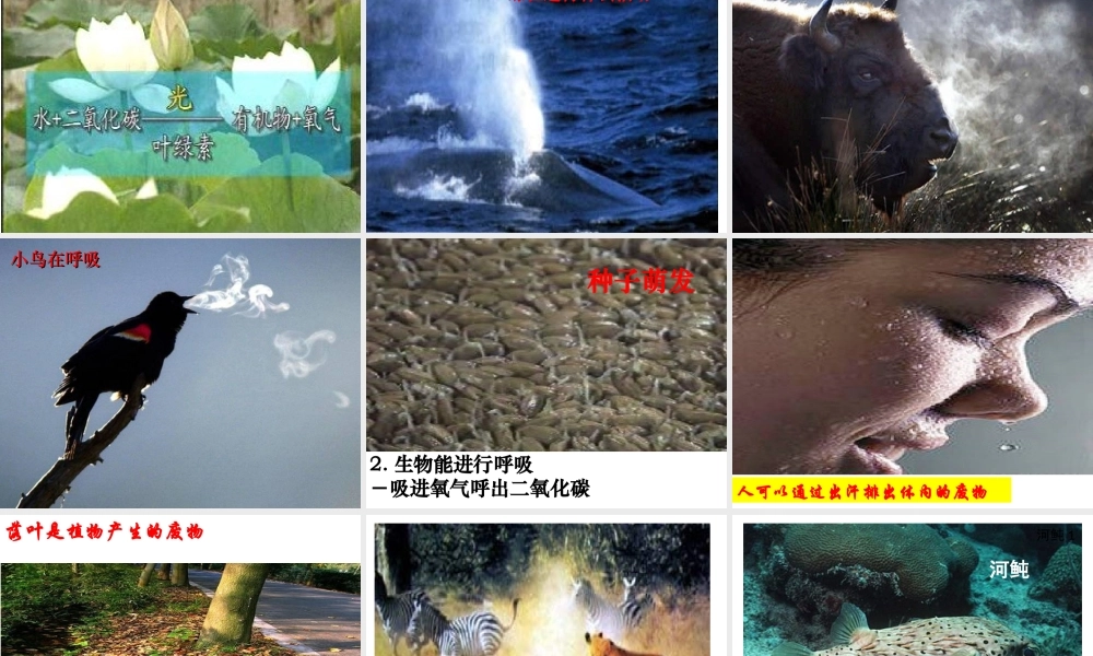 安徽省合肥市长丰县七年级生物上册 1.1.1 生物的特征课件1 （新版）新人教版-（新版）新人教版初中七年级上册生物课件