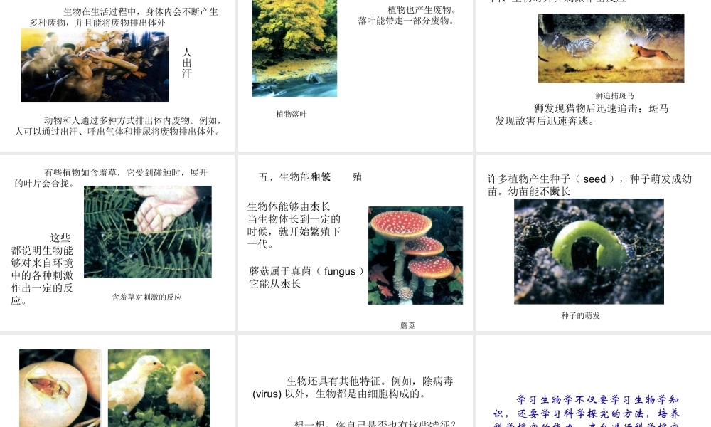 安徽省合肥市长丰县七年级生物上册 1.1.1 生物的特征课件2 （新版）新人教版-（新版）新人教版初中七年级上册生物课件