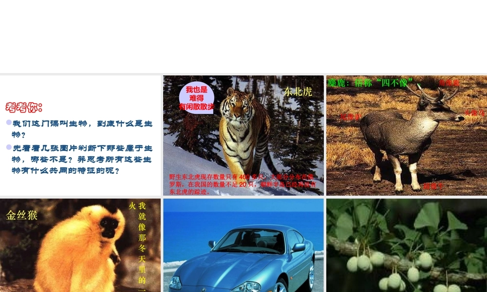 安徽省合肥市长丰县七年级生物上册 1.1.1 生物的特征课件3 （新版）新人教版-（新版）新人教版初中七年级上册生物课件