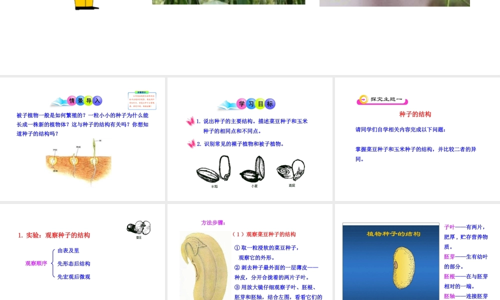 安徽省池州一中七年级生物上册《第三单元 第一章 第二节 种子植物》课件 新人教版