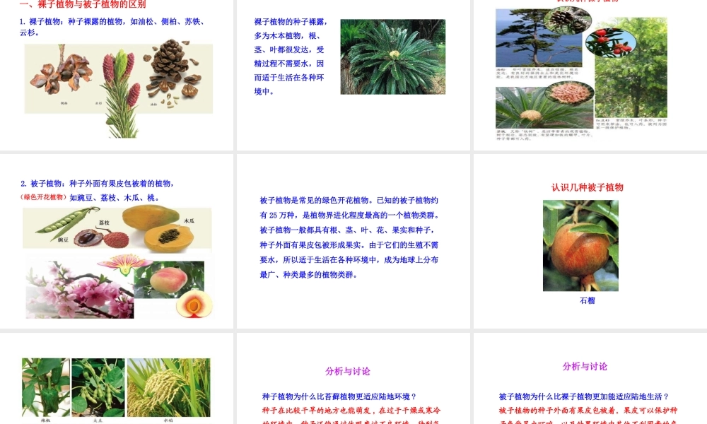 安徽省池州一中七年级生物上册《第三单元 第一章 第二节 种子植物》课件 新人教版