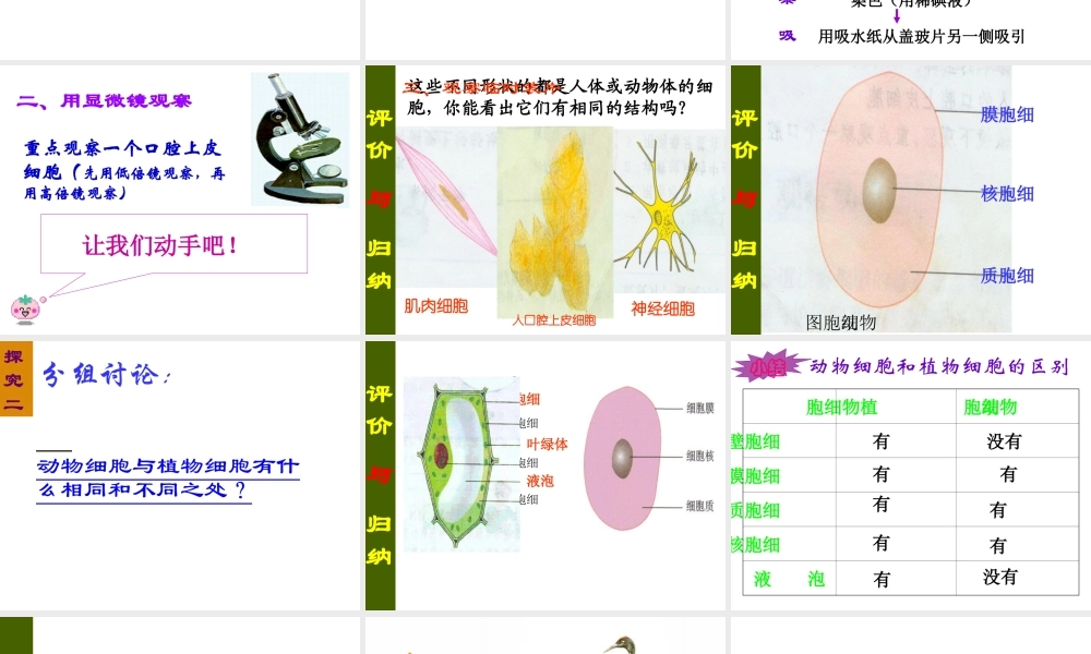 安徽省安庆市第九中学七年级生物上册《观察动物细胞》课件 新人教版