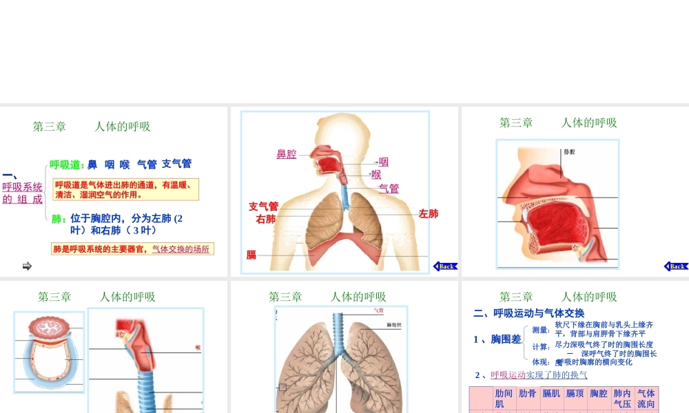 安徽省滁州二中七年级生物下册《6.2 人体的呼吸》课件（新版）新人教版