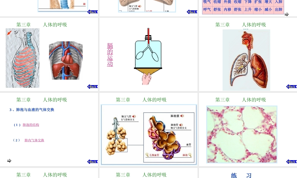 安徽省滁州二中七年级生物下册《6.2 人体的呼吸》课件（新版）新人教版