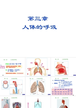 安徽省滁州二中七年级生物下册《6.2 人体的呼吸》课件（新版）新人教版