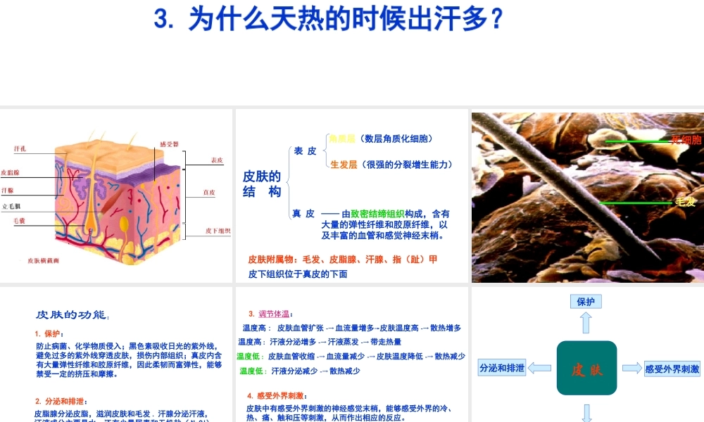 安徽省滁州二中七年级生物下册《第二章 皮肤》课件 苏教版