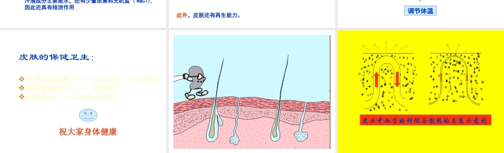 安徽省滁州二中七年级生物下册《第二章 皮肤》课件 苏教版