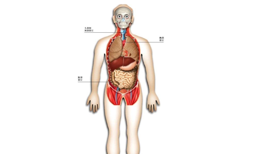 安徽省滁州二中七年级生物下册《人的身体》课件 （新版）新人教版