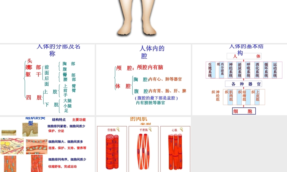 安徽省滁州二中七年级生物下册《人的身体》课件 （新版）新人教版