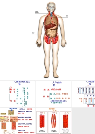 安徽省滁州二中七年级生物下册《人的身体》课件 （新版）新人教版