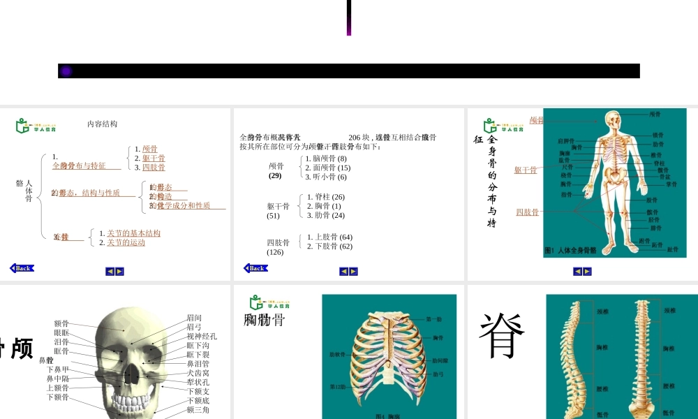 安徽省滁州二中七年级生物下册《人体骨骼结构》课件 苏教版