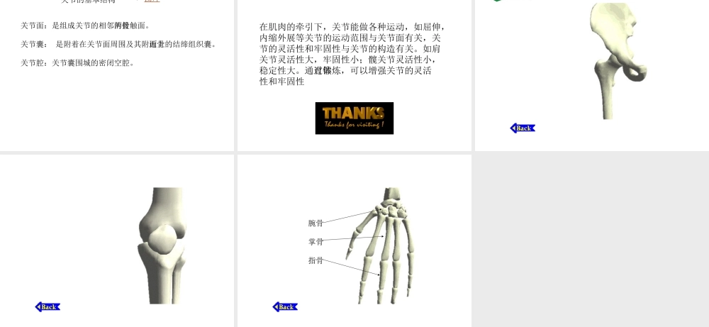 安徽省滁州二中七年级生物下册《人体骨骼结构》课件 苏教版