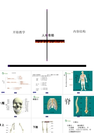 安徽省滁州二中七年级生物下册《人体骨骼结构》课件 苏教版