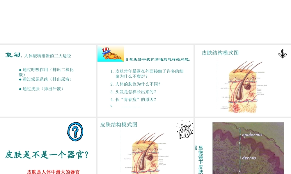 安徽省滁州二中七年级生物下册《人体汗液的形成和排出》课件 苏教版