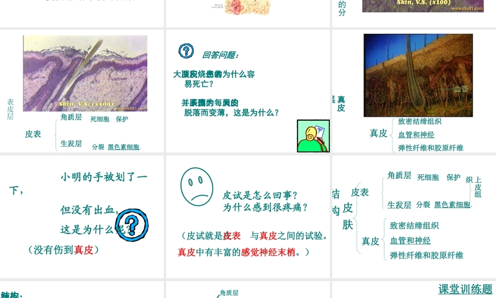 安徽省滁州二中七年级生物下册《人体汗液的形成和排出》课件 苏教版