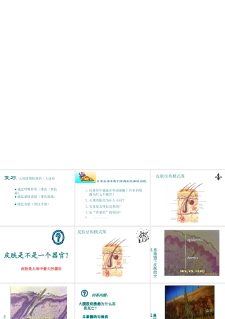 安徽省滁州二中七年级生物下册《人体汗液的形成和排出》课件 苏教版