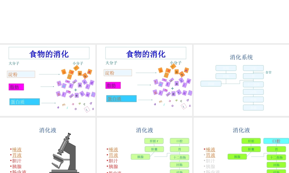 安徽省滁州二中七年级生物下册《食物的消化》课件 苏教版
