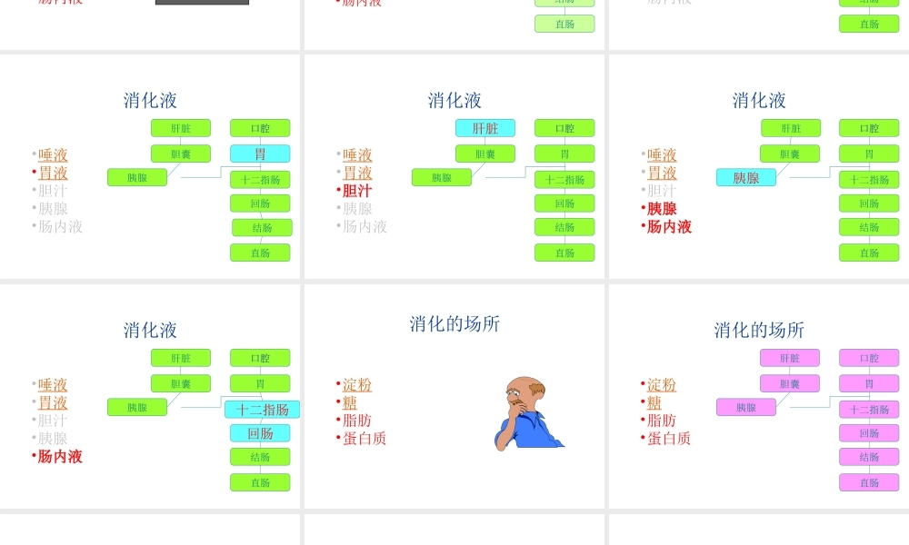 安徽省滁州二中七年级生物下册《食物的消化》课件 苏教版