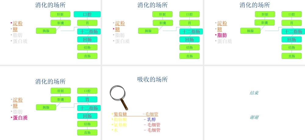 安徽省滁州二中七年级生物下册《食物的消化》课件 苏教版