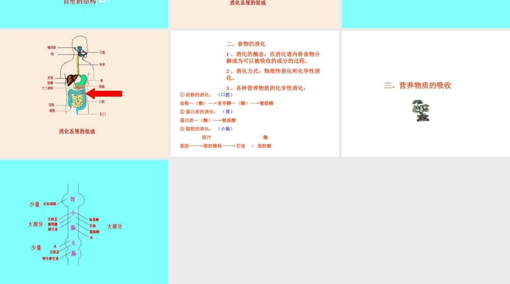 安徽省滁州二中七年级生物下册《食物的消化和营养物质的吸收》课件 苏教版