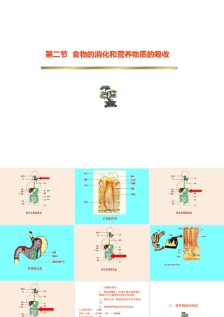 安徽省滁州二中七年级生物下册《食物的消化和营养物质的吸收》课件 苏教版