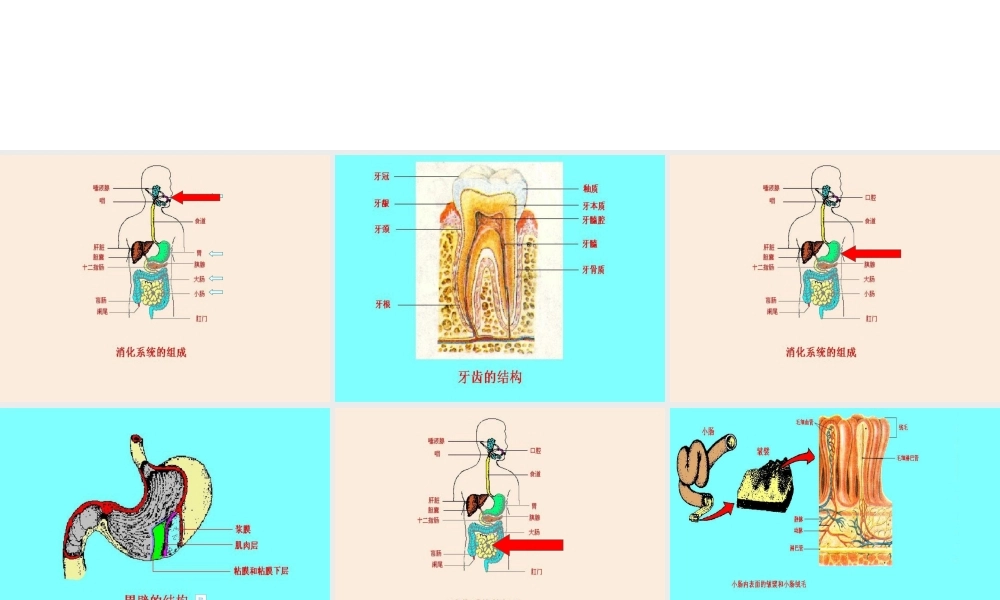 安徽省滁州二中七年级生物下册《消化系统》课件 苏教版