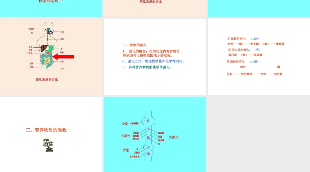 安徽省滁州二中七年级生物下册《消化系统》课件 苏教版