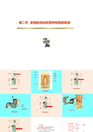 安徽省滁州二中七年级生物下册《消化系统》课件 苏教版