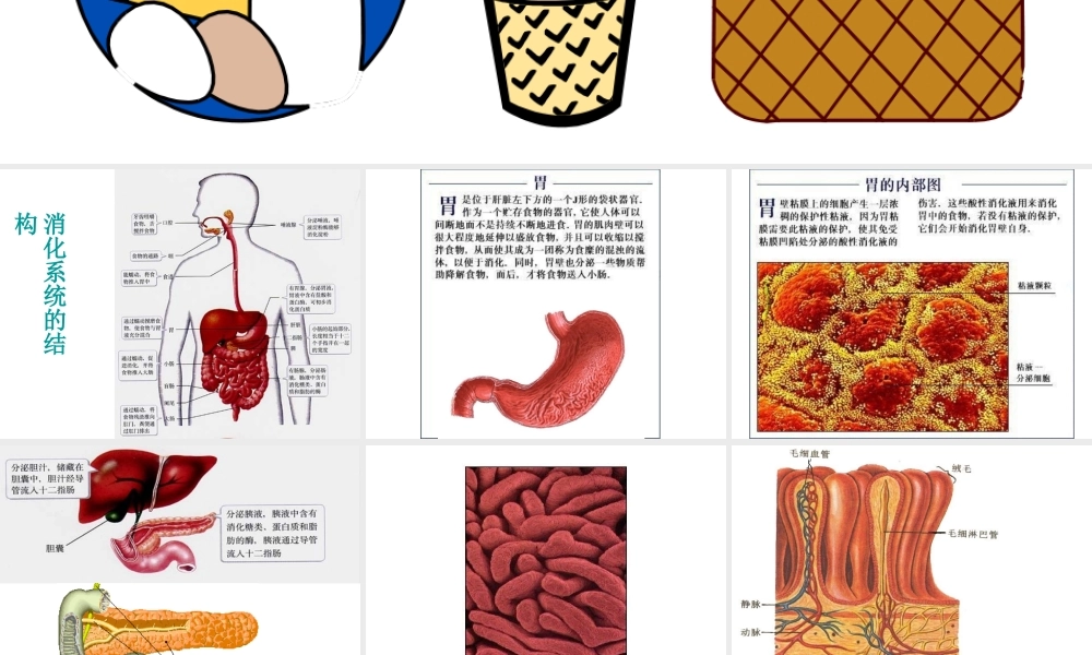 安徽省滁州二中七年级生物下册《消化作用》课件 苏教版